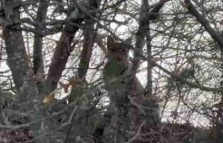 Çorum’da Avrasya vaşağı görüntülendi