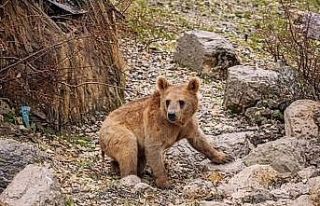 Çukurca’da aç kalan ayılar mahalleye indi
