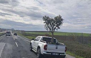 D100’de şaşırtan görüntü: Pikapta zeytin ağacı...