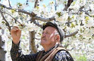 Demirci’de 800 bin kiraz ağacı çiçek açtı