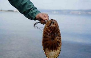 Denizde bu türü görürseniz sakın yaklaşmayın