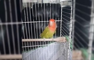 Denizli’de petshop denetiminde 164 hayvana el konuldu