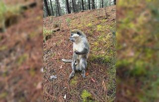 Denizli’deki firari maymunların sırrı çözüldü