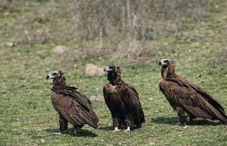 Dev kanatlar Kızılcahamam’da görüntülendi