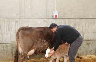 Devlet desteği ile kurduğu akıllı ahır projesiyle...