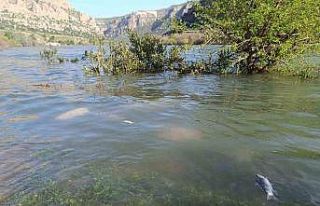 Dicle Nehri’nde balık ölümleri tedirgin etti