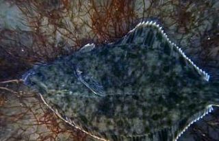 Dip çamuru temizliği İzmit Körfezi’ne yunusları...