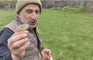 Diyarbakır kırsalında çıkan mantarlar toplanmaya...