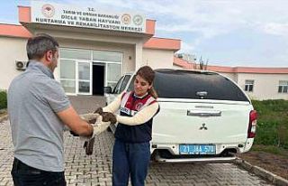 Diyarbakır’da yaralı bulunan şahin tedavi altına...