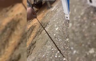 Diyarbakır’da yılanlar kış uykusundan uyandı