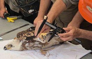 Doğanın uçan yırtıcısına elektronik takip