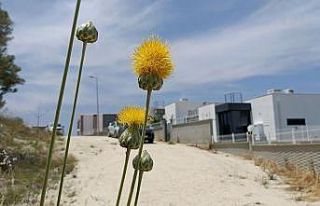Doğaseverlerden Tülüşah için "acil koruma"...