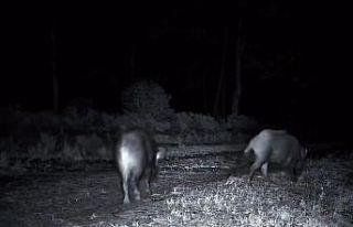Domuz sürüsü fotokapana yakalandı
