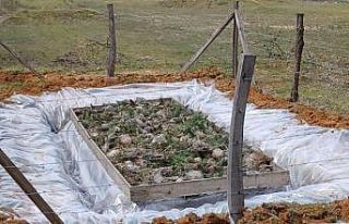 Düzce’de Çam Kese böceğiyle mücadele başladı