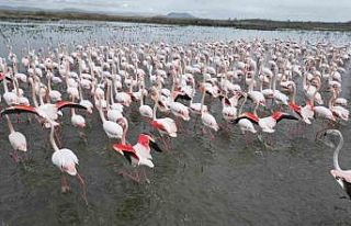 Eber Gölü’nde görsel şölen: Flamingolar renkli...