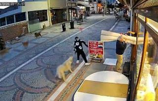 Edirne’de başıboş köpek saldırısı: 19 yaşındaki...