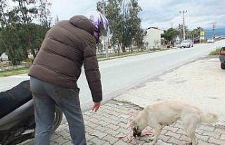 Edremitli genç 5 yıldır sokak köpeklerini besliyor
