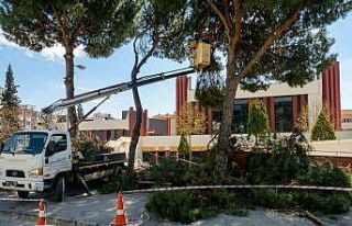 Efeler’de yüksek çam ağaçları bakıma alındı