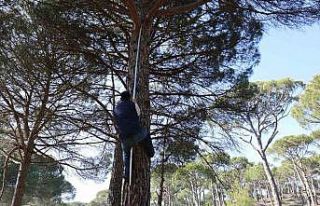 Ekmek parası için komando gibi ağaçlara tırmanıyorlar