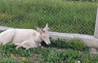 Elazığ’da beyaz alageyik evin bahçesine indi