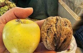 Elazığ’da elma büyüklüğünde cevizler ilgi...