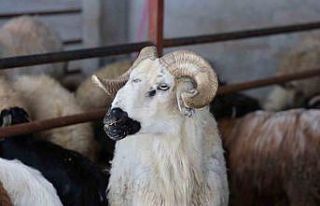 Elazığ’da kurbanlık satışları başladı