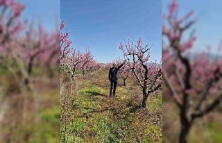 Elazığ’da meyve bahçelerinde entegre mücadele...