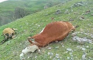 Elazığ’da yıldırımın çarptığı inekler...