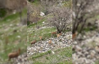 Elazığ’ın tarihi mahallesi Harput’ta dağ keçileri...