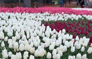 Emirgan Korusu’nda lale festivali başladı