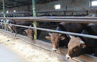 Eskişehir’de kurbanlıklar tükenmeye başladı