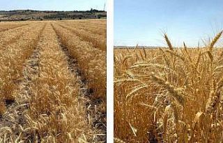 ETİ’den kurak iklim koşullarına dayanıklı yerli...