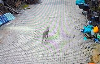 Feke’de yerleşim alanına inen kurt görüntülendi