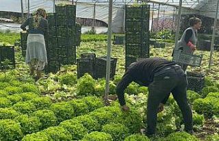 Geçen sene zararıyla ağlatan ’kıvırcık’...