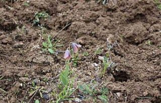 Gediz MYO kampüsünde sürpriz ’Ters Lale’