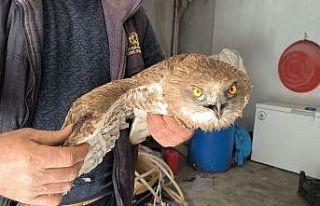 Gercüş’te yaralı kızıl şahine şefkat eli