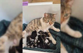 Germencik’te can dostlar yeni yuvalarını arıyor