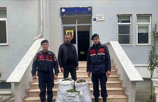 Germencik’te incir bahçesinde jandarmadan suçüstü