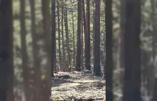 Geyik sürüsü amatör kameraya yansıdı