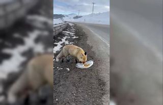 Gezen tilki nasibini buldu