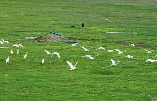 Göçmen kuşlar Muş Ovası’nı süsledi