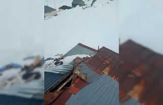 Gümüşhane yaylalarında ayı dehşeti devam ediyor