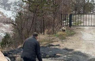 Gümüşhane’de aç kalan yavru ayıyı elleriyle...