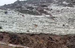 Hakkari yolunda dağ keçileri görüntülendi