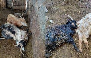 Hakkari’de kurt saldırısı, çok sayıda hayvan...