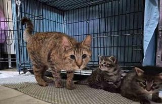 Hamile kedi sığındığı veteriner kliniğinde...