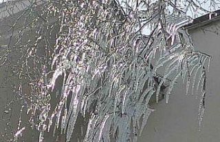 Hava sıcaklığı eksi 10’a düştü, ağaç dalları...