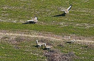 Havaların ısınmasıyla Muş’a toy kuşları gelmeye...