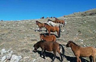 Havanın ısınmasıyla yılkı atlarının hareketliliği...
