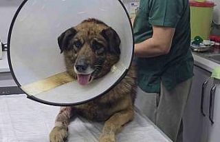 Havladığı için 4 kurşunla vurulan köpek hayata...